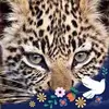 leodevlin2023 - @leodevlin2023 - TikTok