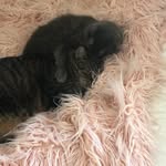 Dewey & Leo - @deweyandleo - Instagram