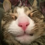 Leo Dewey - @leo_the_lioncat - Instagram