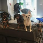 Leo, Dewey, Winston, & Milton - @leoandthedoxies - Instagram