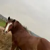 leo.deweyequestrian - @leo.deweyequestrian - TikTok
