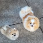 Leon and Dewey - @leon.dewey.woof - Instagram
