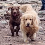 Leo & Dexter - @leo_dexter_adventures - Instagram