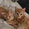 Leo & Dexter - @leo.dexter6 - TikTok