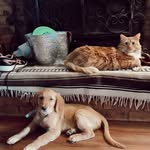 Leo & Dexter - @twogoldenbois - Instagram