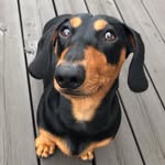 🐾Leo Dexter - @leo_the_wienerdog - Instagram