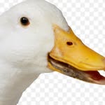 Leo Dickens - @duckens.leo - Instagram