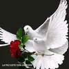 leodidier964@ - @leodidier964 - TikTok