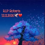 Bob - @leododd98 - Instagram