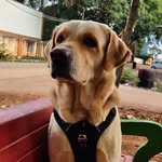 Leo ♥️ - @leododdamane - Instagram