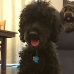 Leo Forman - @leo_doddle - Instagram