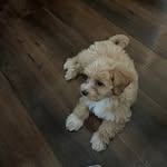 Leo Padilla - @leododgers - Instagram