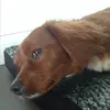 leododge - @leo._.thelion - TikTok