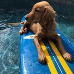 SIMBA LEO DORSEY - @simbaleodorsey - Instagram