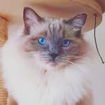 Leo Douglas I - @leodouglas_theragdollcat - Instagram
