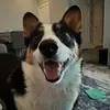 Leo the Corgi - @leodouglas15 - TikTok
