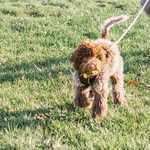 Leo Dyer Gale - @leonardo_dog__caprio - Instagram