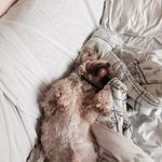 Leo "The Lion" Ebert - @leothelionebert - Instagram