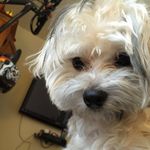 Leo Egan - @littleleothemorkiepup - Instagram