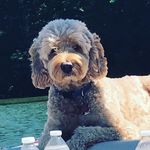 Leo Egan - @leo_thedoodle - Instagram