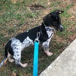 Leo Elliott 🐶 - @leoelliott1008 - Instagram
