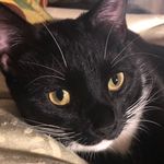 Leo Fallon 😻 - @leofalloncat - Instagram