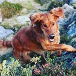 Vårvindens kama Leo - @leo_field_golden - Instagram