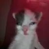 Finch - @leo_finch - TikTok