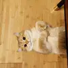 finchleo - @finchleo - TikTok