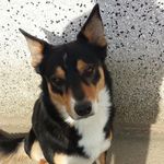 Leo O'Flaherty 🐶🐾 - @leooflaherty - Instagram