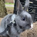 floyd & leo - @floydandleoscrib - Instagram