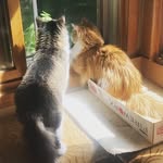 Sir Floyd & Lord Leo - @floyd_and_leo - Instagram