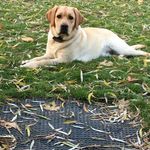Forrest & Leo The Yellow Labs - @forrest_and_leo - Instagram