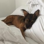 Leo Forrest Feivel Page - @leoforrestpage - Instagram