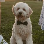 Leo - @leo.forrest.mcdonnell - Instagram