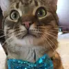 Leo and Friends - @leoandfriends_19 - TikTok