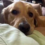 Leo The Golden friend - @leoofmyheart - Instagram
