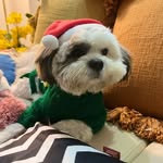 FurrBaby_Leo - @leo_furrbaby_shihtzu - Instagram