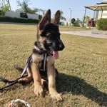 HIVI's Leo🐕🐾 - @leo.furrfect - Instagram
