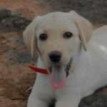@leo.furryfriend - Instagram