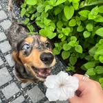 Leo 🐾 - @leo.furrysausage - Instagram