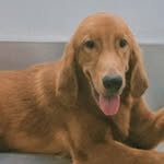 LEO | The Golden Retreiver - @leo_furry_baby - Instagram