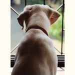 Leo Boy - @leo_furreal_01 - Instagram