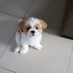 Leo furr Baby - @suva_leo - Instagram