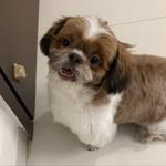 Leo Kulkarni - @leofurrlove07 - Instagram