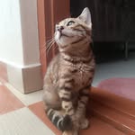 Leo - @leo.furrybaby - Instagram