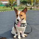 Leo - @leo_furr_buddy - Instagram