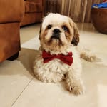 Leo - @leo_furrball - Instagram