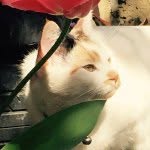 Leo - @leo_furrr - Instagram