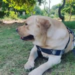 leo♥️🐶 - @leo_furry_friend - Instagram